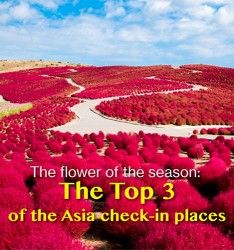 The flower of the season: The Top 3 of the Asia check-in places